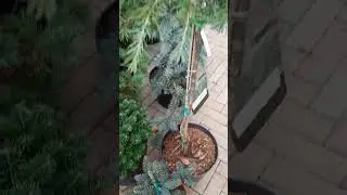 ❤🌲Обзор хвойных вкусняшек🥰😍 | Telegram: https://t.me/love_is_hvoiny_dvorik