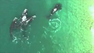 Observing Whales Using Small Aerial Robots