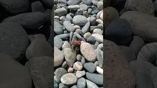 Житель ракушки 👀