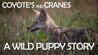 Coyote's and Cranes