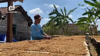 Petani Resah, Harga Tembakau di Bojonegoro Turun
