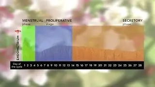 Embryo transfer in natural cycles