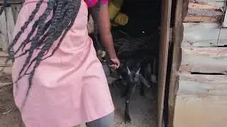 Strong Lady Slaughtering Goat Alone In Rubberboot 