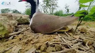 ॥ Lapwing Egg Hatching in the tea Garden ॥
