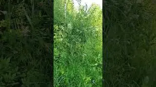 #summer