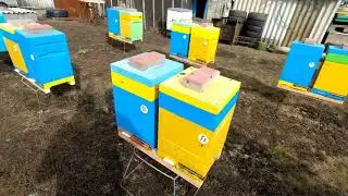 ОБЛËТ ПЧËЛ-2024