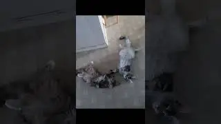 4 08 23 г Котята