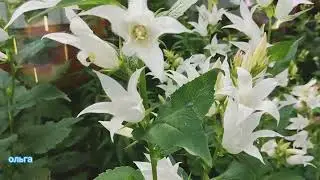 Колокольчик широколистный 
