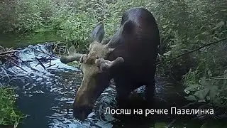Лось на речке Пазелинка