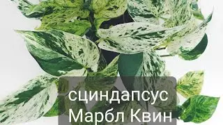#сциндапсус