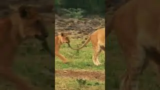 Leave my tail alone... 😤 #siblings #youtubeshorts #trendingshorts #viralvideo #subscribemychannel