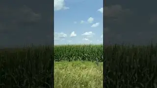 #Cornfield in #Plainfield #Illinois #USA 🇺🇸