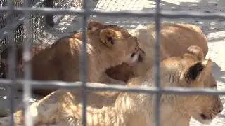Ася, Симба, Шерхан и новенькая.😊 Тайган