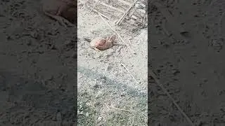 HEN 🐔CREATE A HOLE  TO ESCAPE FROM HEAT🐓🐓🐔🐓🐔🐔