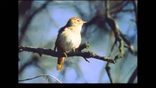 Bobby Darin A Nightingale Sang In Berkeley Square With Lyrics