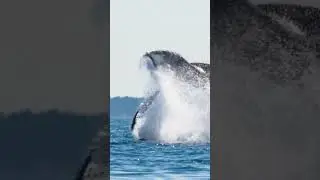 Why Whales Are So Dangerous For Whales? #whale #whales #humpbackwhale #bluewhales #viral #shortsfeed