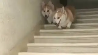 Собаки попрыгуны
