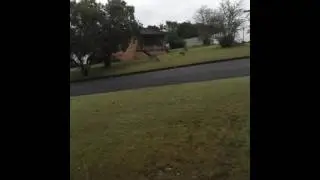 Kangaroos