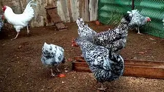 ПЕТУХИ ПУШКИНСКОЙ ПОРОДЫ!!!!