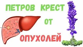 Петров крест растение от опухолей: описание и способы приготовления.