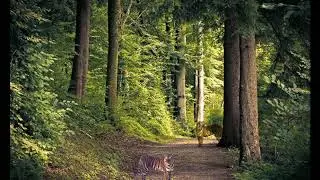 Green Screen Effect, 2 lions in jungle