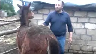 Kelbecerli Asefin Atlari 2-ci hisse. Yorga atlar bizim Milli servetimizdi onlari qoruyub saxlayaq