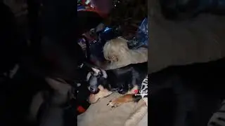 реакция собак на Алису мяуканье кошки