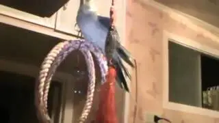 Говорящий Попугай Матерится