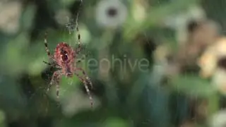 Spider On Spiderweb Winter  - After Effects template from Videohive