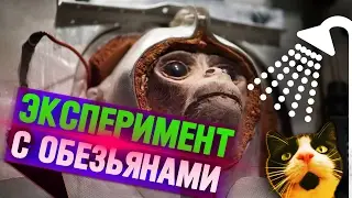 Эксперимент на обезьянах, который показал всю сущность людей