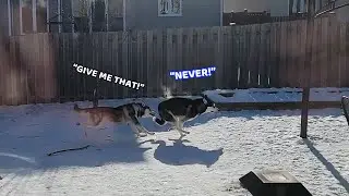 Playful Huskies ARGUE Over a Glove!