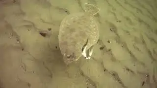 flounder fishing