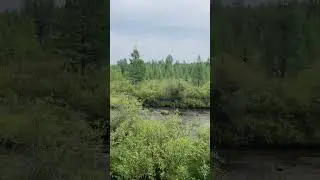 Релакс от городской суеты 🌿 медитация 🫐 #голубика