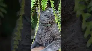 How a photographer takes pictures of his cat
