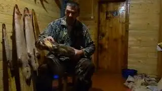 Primary processing of marten pelts. Part 2.
