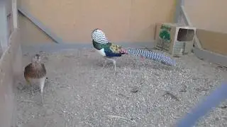 Фазан алмазный