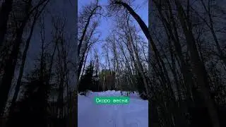 Пение птиц 🎶🎵🎶, утро в лесу, февраль 2024