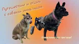 СОБАКА СПИНАЛЬНИК ЕДЕТ НА ОТДЫХ | ЖИВОТНОЕ ИНВАЛИД ЭТО СЛОЖНО?