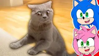 Sonic and Amy watch The Funniest Cat Videos Ever