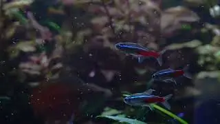Freshwater Fish Enjoying Gamma Frozen Foods