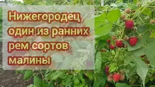 Рем сорт малины Нижегородец
