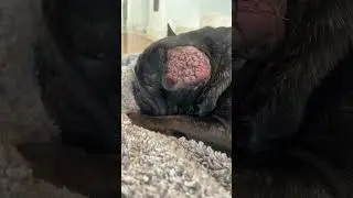 Piper Resting Comfortably After his Aural Haematoma Surgery//#tbt #frenchie #frenchbulldog