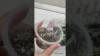 лайфхак по выращиванию кактусов из семян #совет #идея #лайфхак
