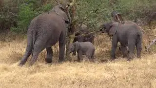 elephant family