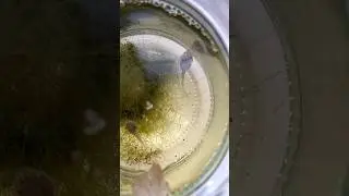 Головастики. Лягушки. Приключения художника #shorts