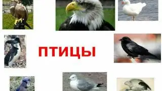 Птицы для детей.