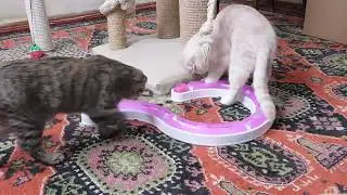 DSCN8799 шотландские вислоухие котята.