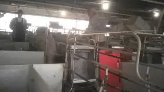 Shocking Animal Cruelty at Tyson Foods Supplier 2013 Webby Award Winner