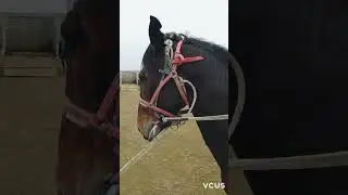 Мамырбай аксакалдын тулпары