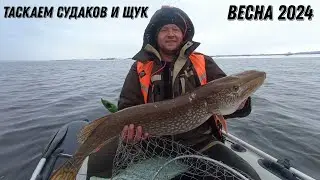 таскаем судаков и щук весна 2024 #судак#кама#щука#весна